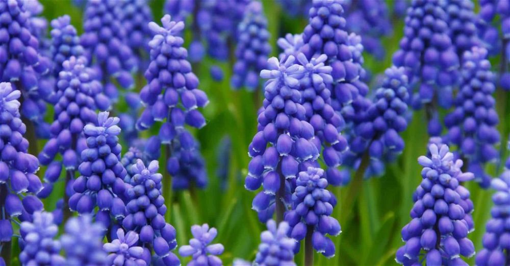 hyacinth