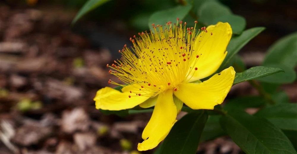 hypericum