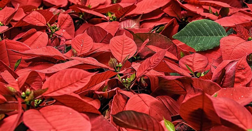 poinsettia
