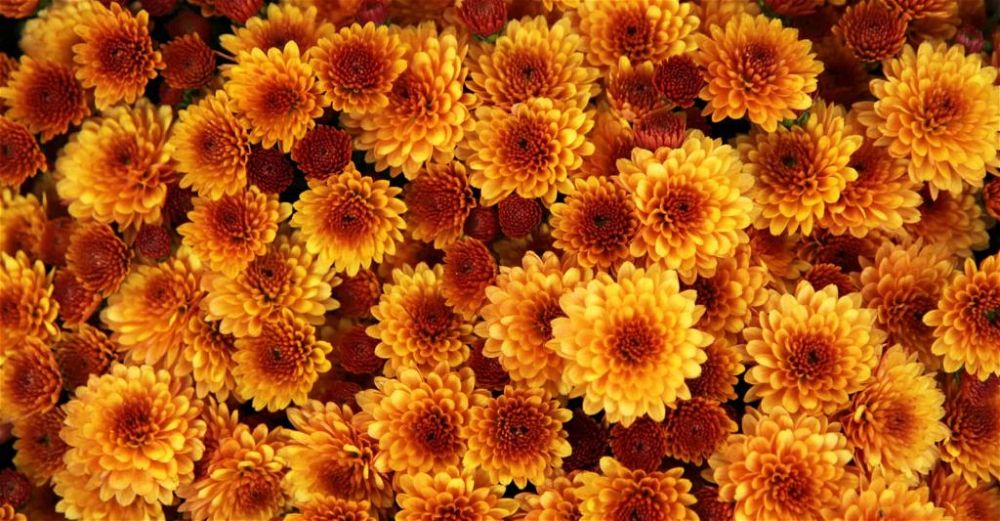 chrysanthemum