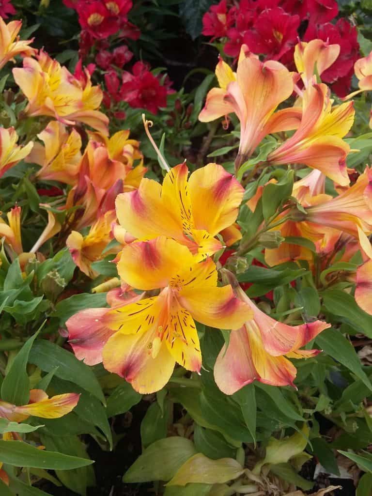 Alstroemeria Care Guide: How To Grow Alstroemeria | DIY Garden