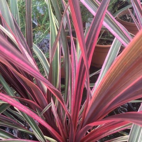 Cordyline Care Guide: How To Grow Cordyline | DIY Garden