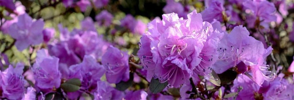 rhododendron-1024x350