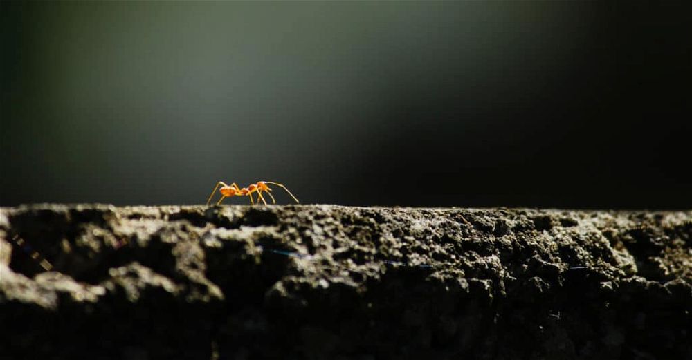 ant-killer