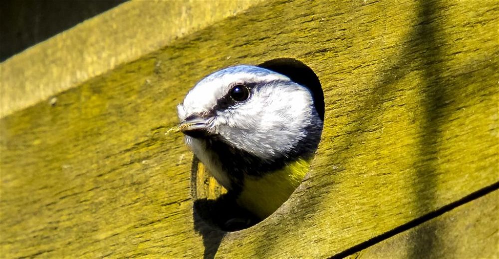 bird-box
