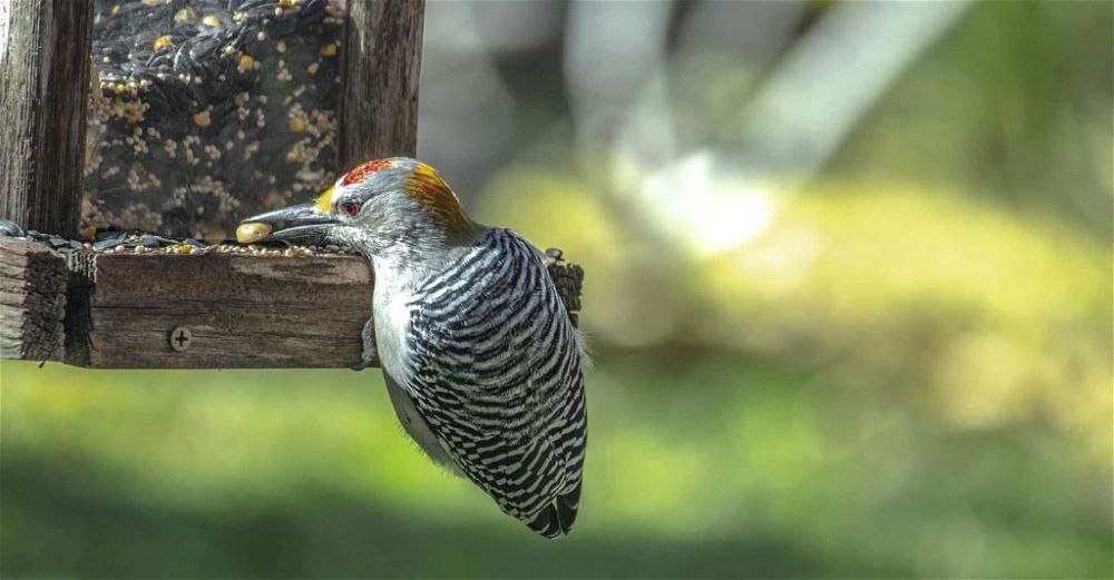 bird-feeder