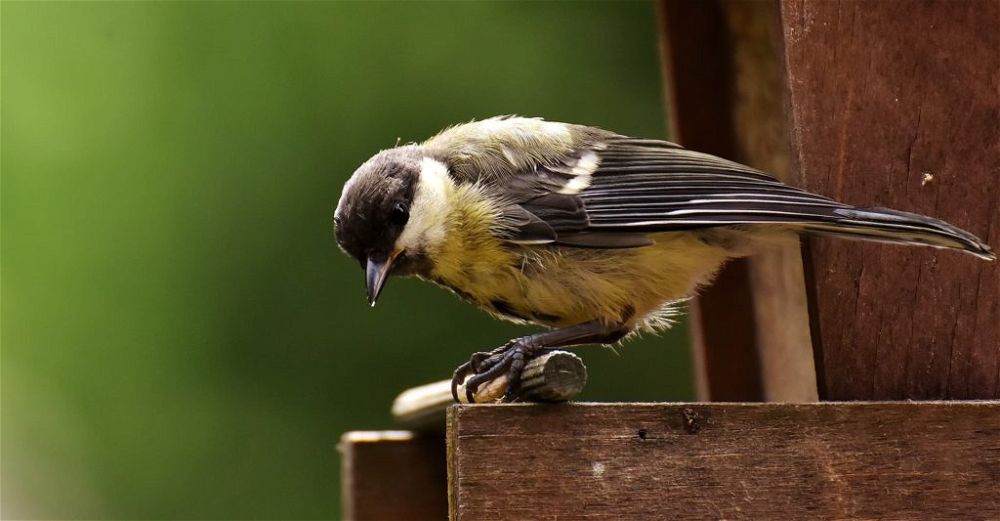 bird-table