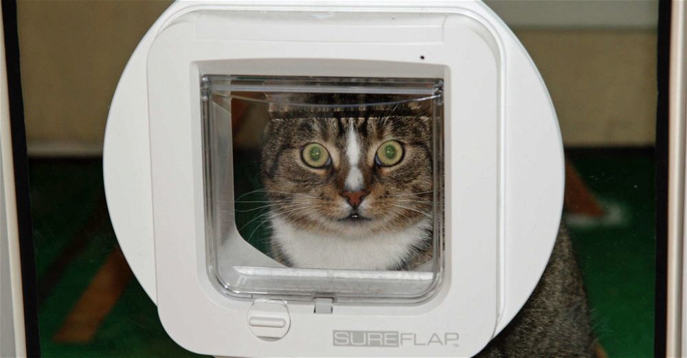 5 Best Microchip Cat Flaps Uk 2021, Cat Flap Sliding Glass Door