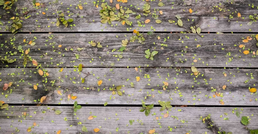 decking-cleaner