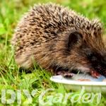 hedgehog-food