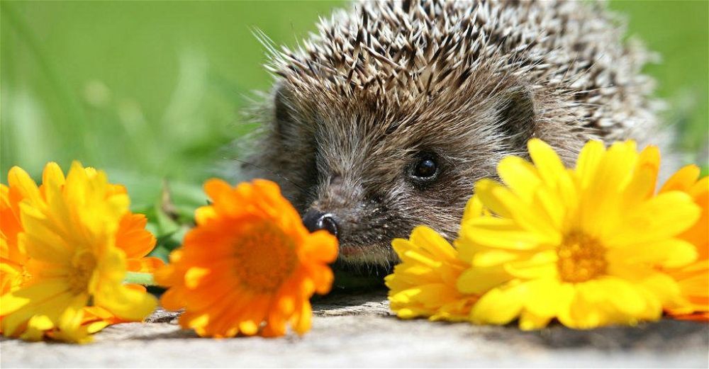 hedgehog-house