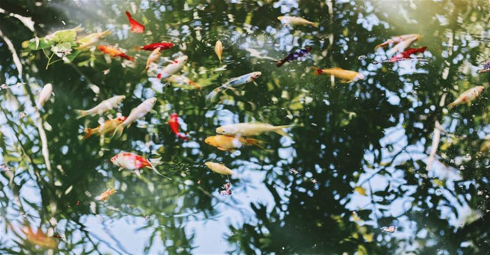 pond-pump