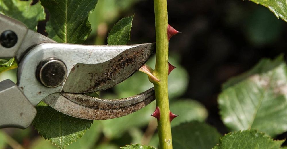 secateurs