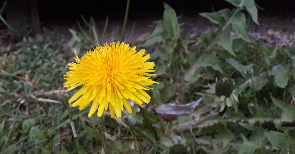 weed-killer