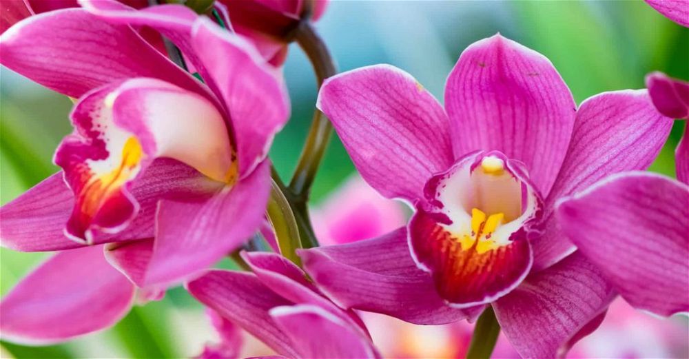 orchid-food