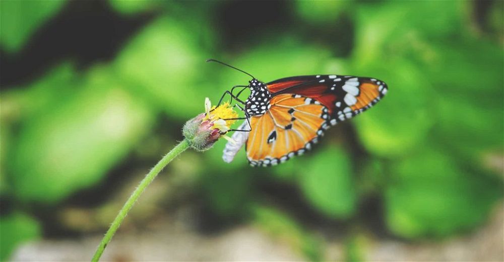 insects-header