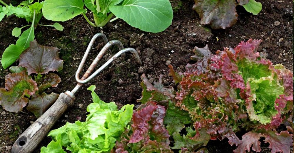 garden-cultivator