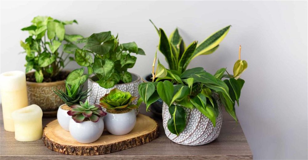 artificial-plant