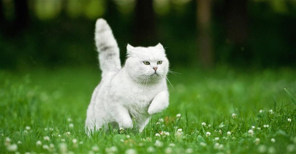 cat-scarer