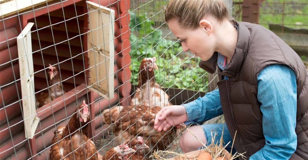automatic-chicken-coop-door