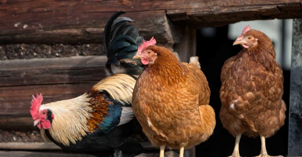 chicken-coop