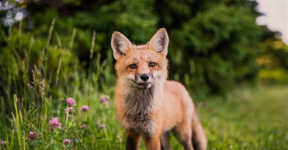 fox-deterrent