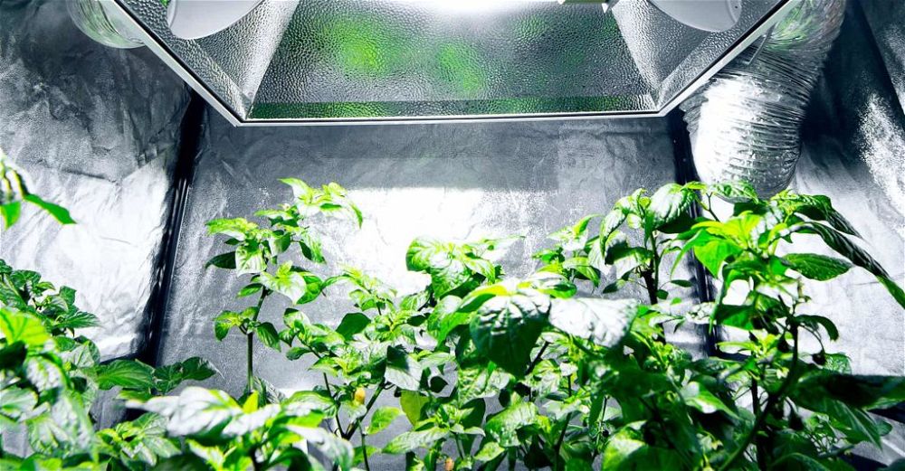 grow-tents