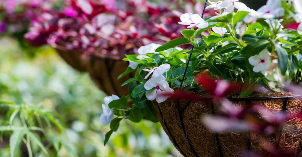 hanging basket
