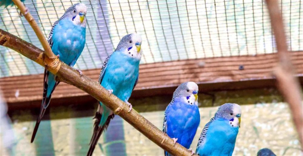 best-bird-avairy