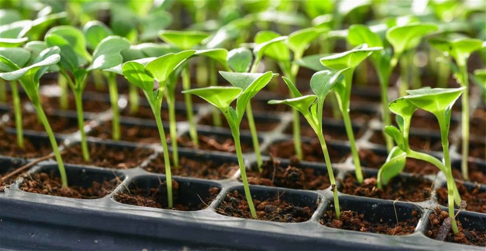 best-seed-trays