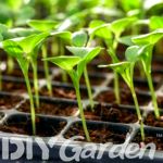 best-seed-trays