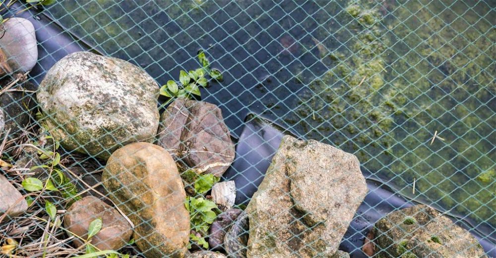 pond netting