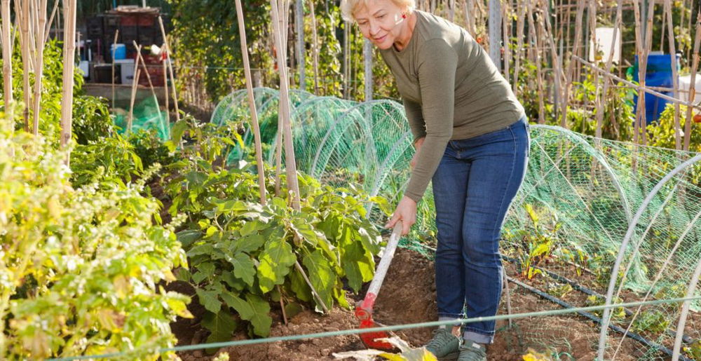 best-garden-hoe