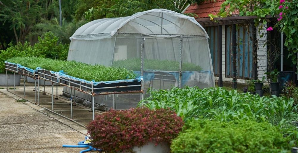best-polytunnel-for-an-allotment