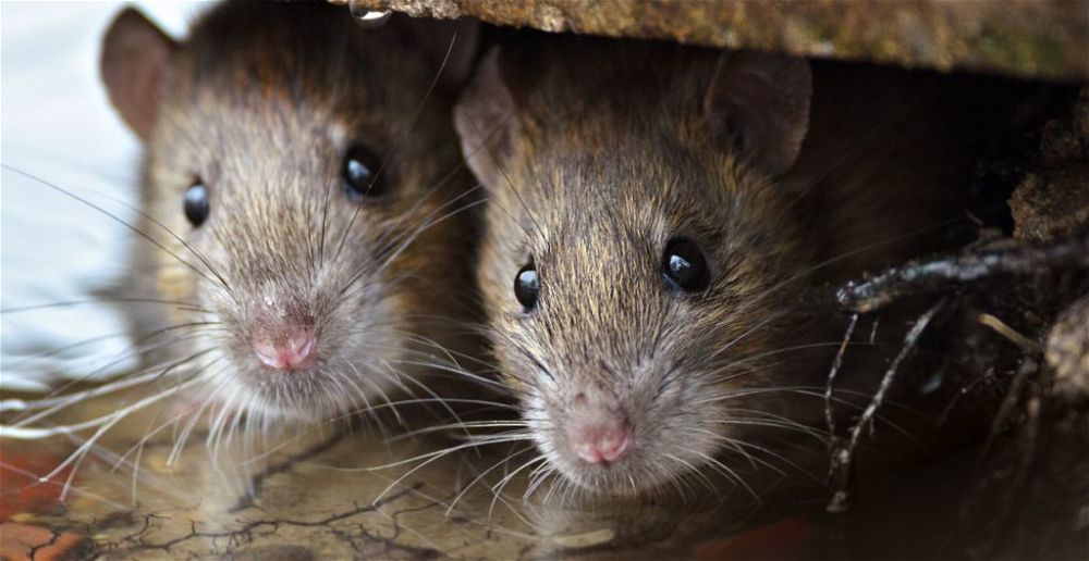 best-ultrasonic-mouse-repellent