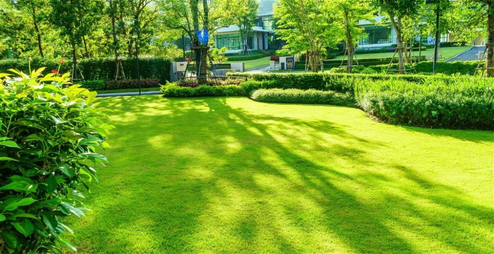 best-grass-seed-for-shade