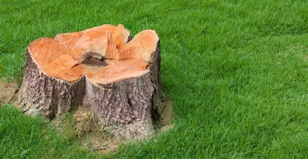 best-tree-stump-killer