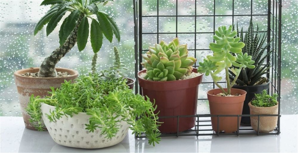 container-gardening