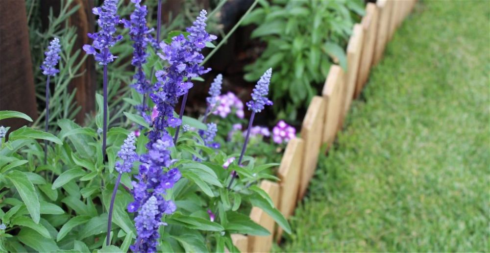 garden-border
