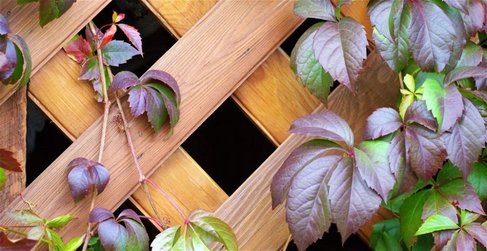 garden-privacy-screen