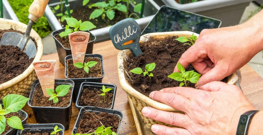 best-compost-for-chilli-plants