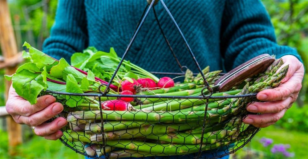 best-gardeners-knife