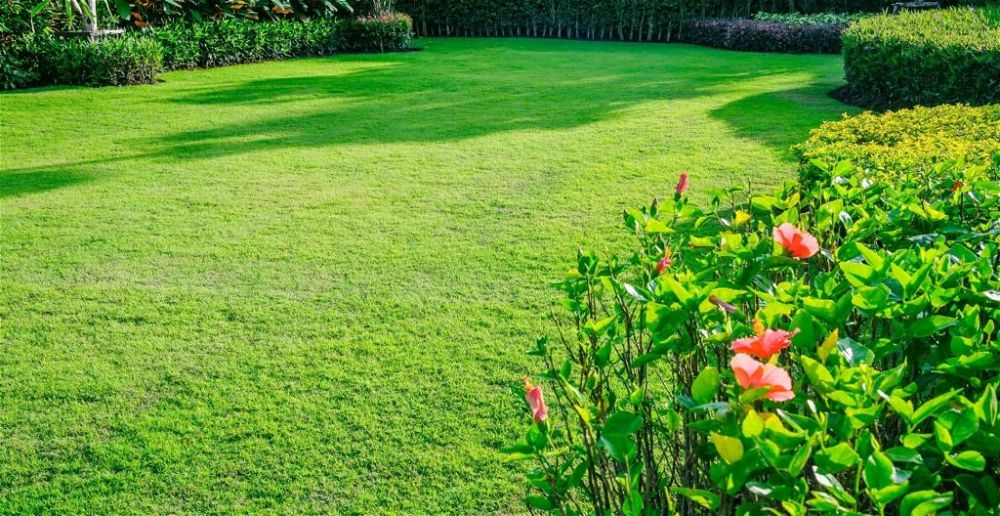 best-lawn-feed-for-spring