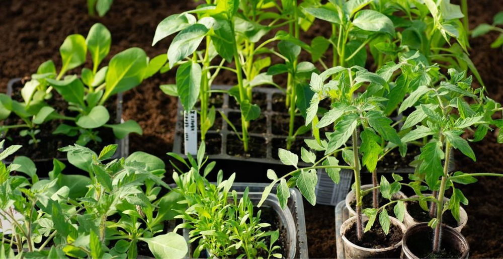 best-peat-free-compost