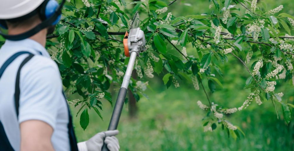 best-pole-saw