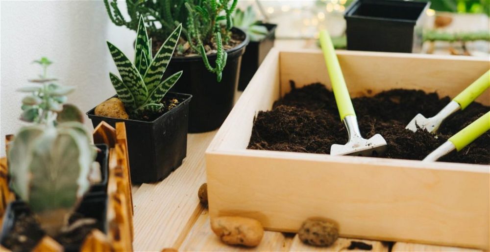best-soil-for-cactus