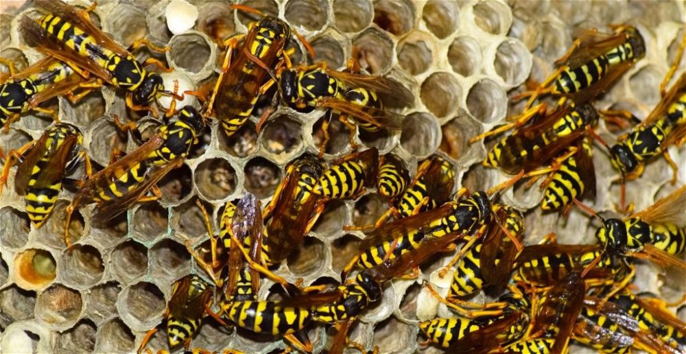 best-wasp-nest-killer