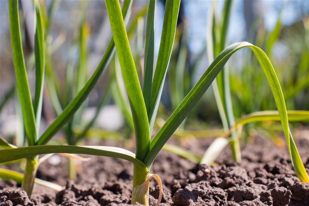 Garlic growing in ground