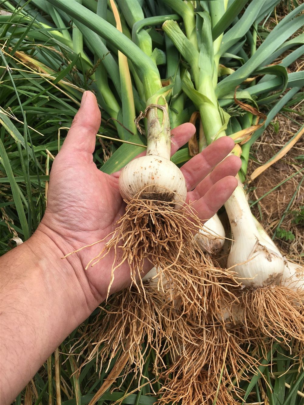 Hand holding harvested garlic bulb
