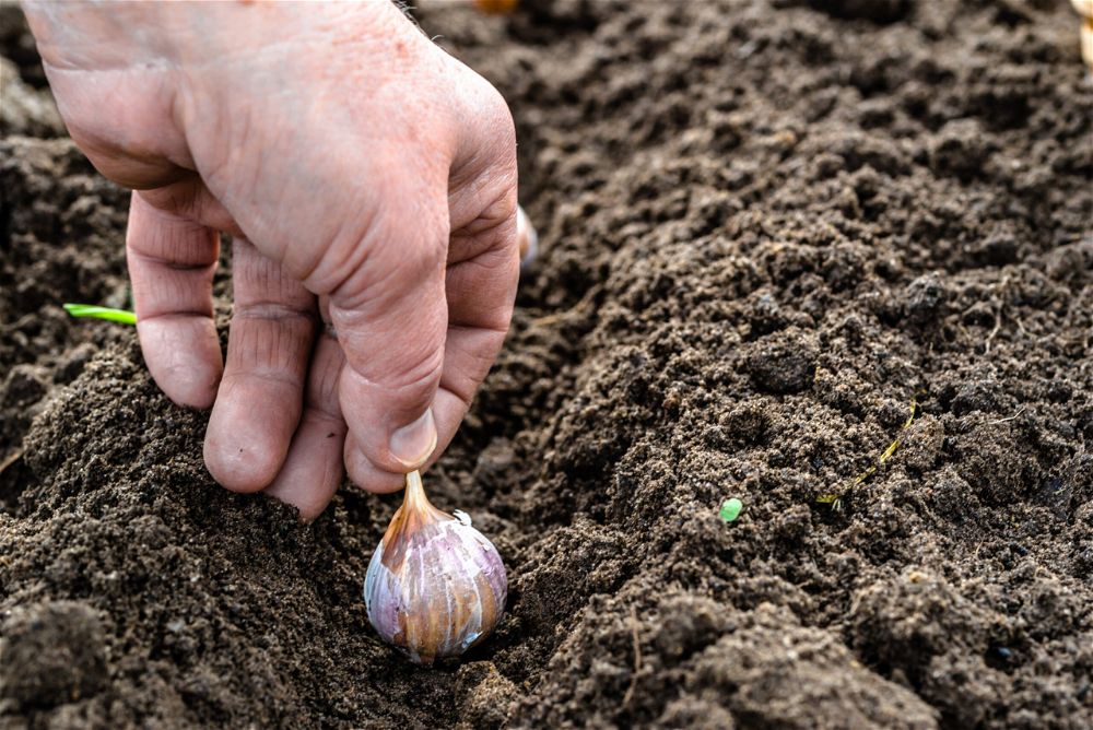 Hand planting garlic cloves